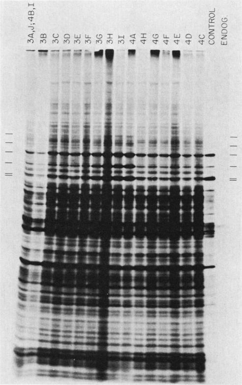 https://cdn.ncbi.nlm.nih.gov/pmc/blobs/b570/368874/d5de4d160878/molcellb00148-0073-a.jpg