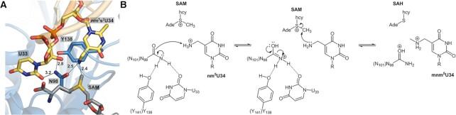 https://cdn.ncbi.nlm.nih.gov/pmc/blobs/b570/9976899/2c77d88e6173/gkad048fig7.jpg