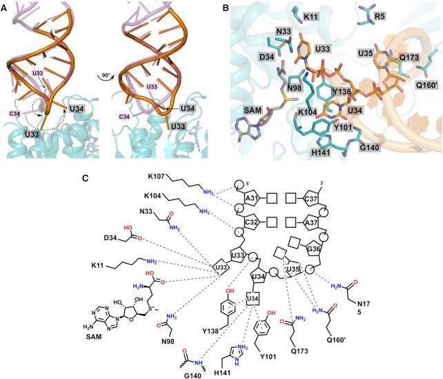 https://cdn.ncbi.nlm.nih.gov/pmc/blobs/b570/9976899/ed195298b85a/gkad048fig5.jpg