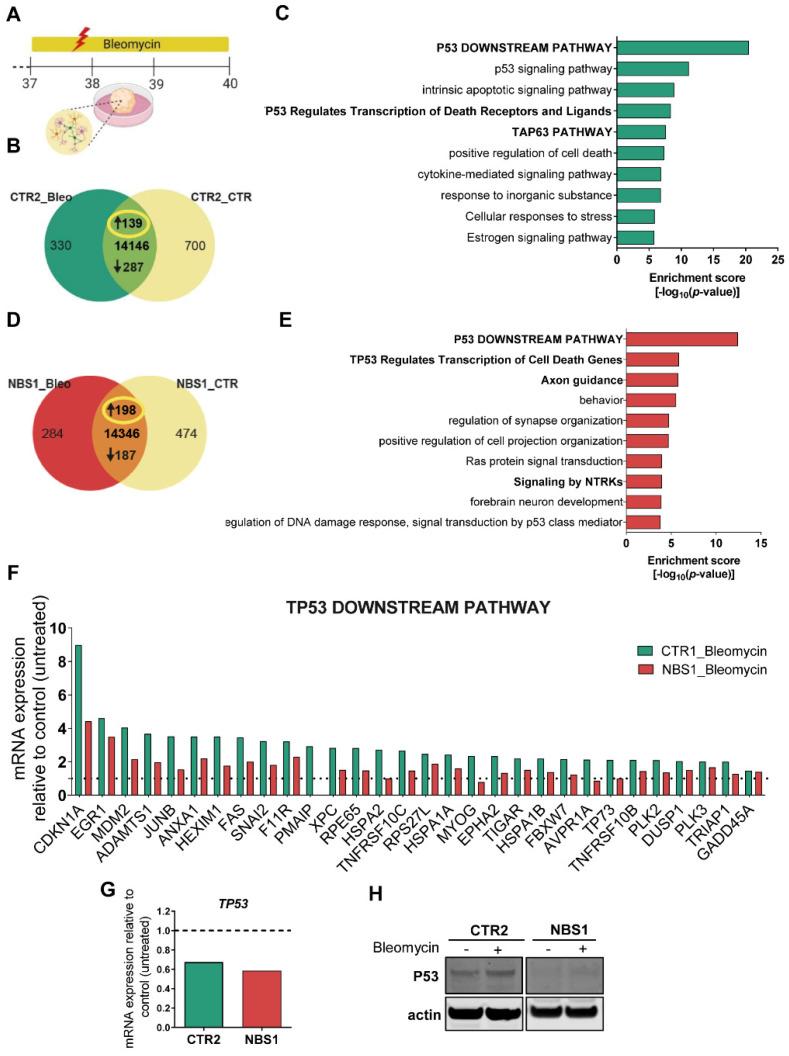 https://cdn.ncbi.nlm.nih.gov/pmc/blobs/b571/8909307/974d4ec78f3d/cells-11-00802-g007.jpg
