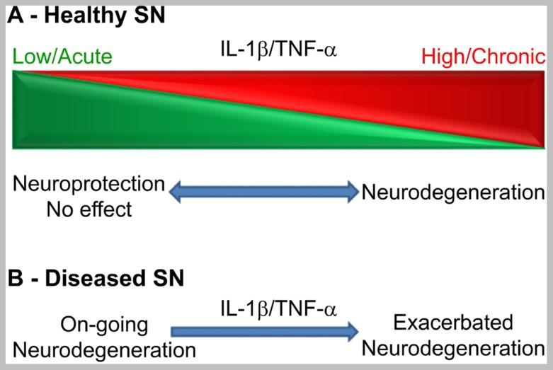 https://cdn.ncbi.nlm.nih.gov/pmc/blobs/b572/3638129/435fea127695/fncel-07-00053-g001.jpg