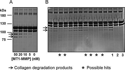 https://cdn.ncbi.nlm.nih.gov/pmc/blobs/b572/4941350/414ac31d60ef/oncotarget-07-16773-g001.jpg