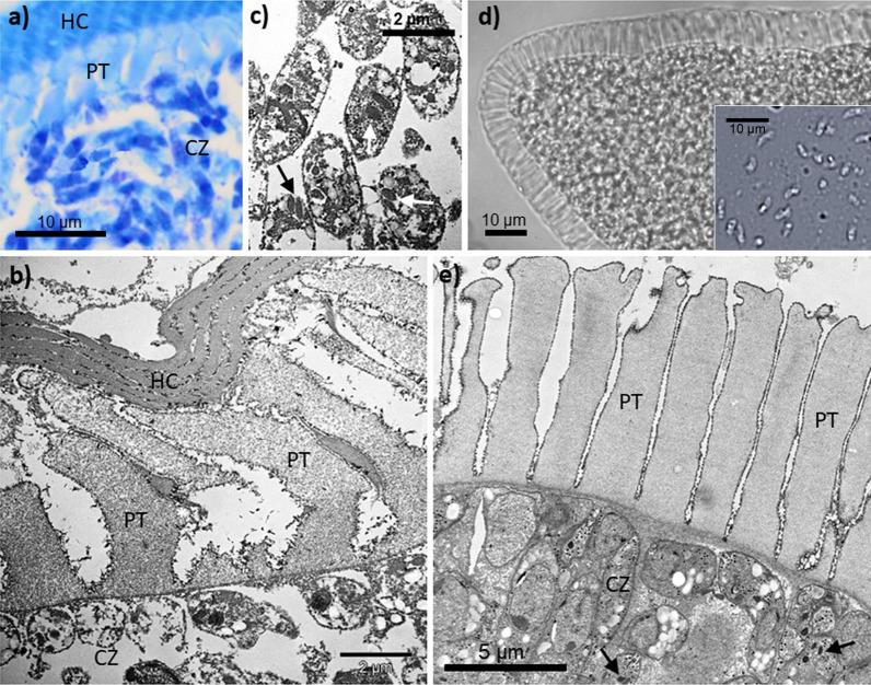 https://cdn.ncbi.nlm.nih.gov/pmc/blobs/b577/10943850/ed16bf904ea2/13071_2024_6230_Fig2_HTML.jpg