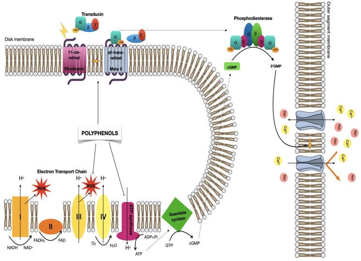 https://cdn.ncbi.nlm.nih.gov/pmc/blobs/b577/8200069/74012a81b057/molecules-26-03407-g002.jpg