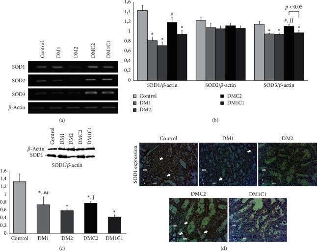https://cdn.ncbi.nlm.nih.gov/pmc/blobs/b577/8277496/18bf2e0e1f43/ECAM2021-6671130.002.jpg