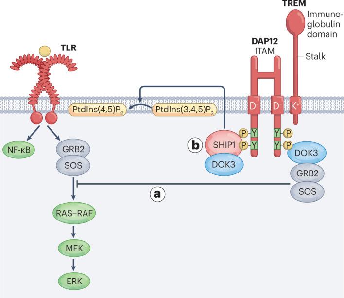 https://cdn.ncbi.nlm.nih.gov/pmc/blobs/b578/9904274/658b887e6df5/41577_2023_837_Fig4_HTML.jpg