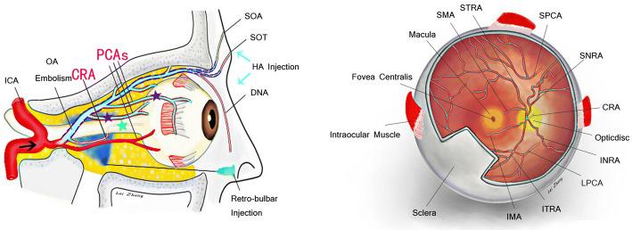 https://cdn.ncbi.nlm.nih.gov/pmc/blobs/b57b/7340666/859b2da786ce/266_2019_1374_Fig4_HTML.jpg