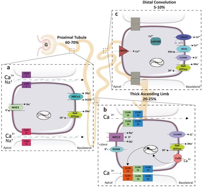 https://cdn.ncbi.nlm.nih.gov/pmc/blobs/b57e/11879016/4d6e0bc8b682/gfae204fig2.jpg