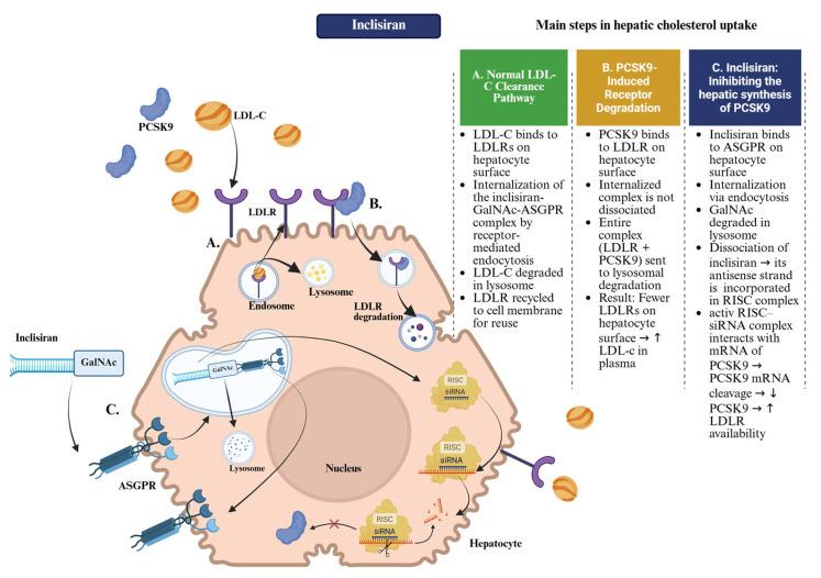 https://cdn.ncbi.nlm.nih.gov/pmc/blobs/b57e/12389475/5a21e6386374/pharmaceuticals-18-01150-g002.jpg