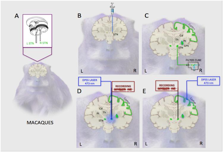 https://cdn.ncbi.nlm.nih.gov/pmc/blobs/b57e/5820256/6043b8bc5455/41598_2018_21486_Fig1_HTML.jpg