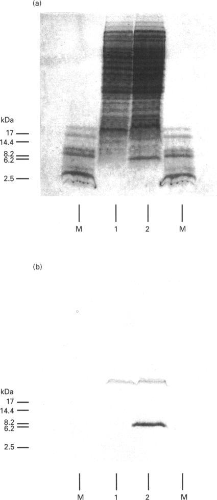 https://cdn.ncbi.nlm.nih.gov/pmc/blobs/b580/1134486/6e9bed858a8e/biochemj00104-0212-a.jpg