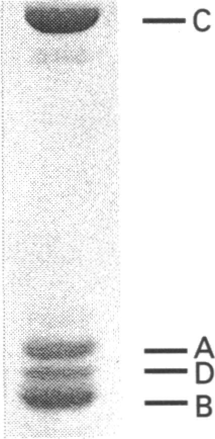 https://cdn.ncbi.nlm.nih.gov/pmc/blobs/b580/1134486/e088b590e467/biochemj00104-0213-b.jpg