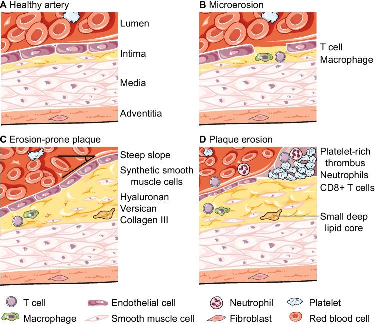 https://cdn.ncbi.nlm.nih.gov/pmc/blobs/b583/11569023/233875218334/11883_2024_1247_Fig1_HTML.jpg