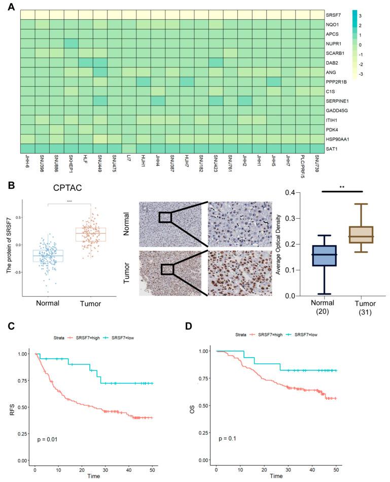 https://cdn.ncbi.nlm.nih.gov/pmc/blobs/b584/12249523/1399ad1b07b6/ijms-26-06135-g009.jpg
