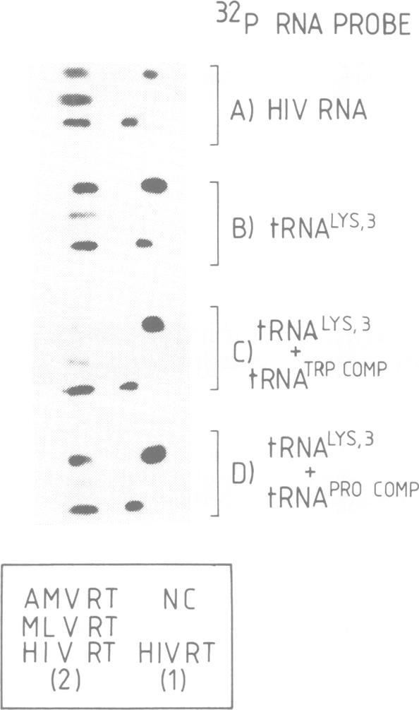 https://cdn.ncbi.nlm.nih.gov/pmc/blobs/b586/401457/d0727d1194b9/emboj00135-0111-a.jpg