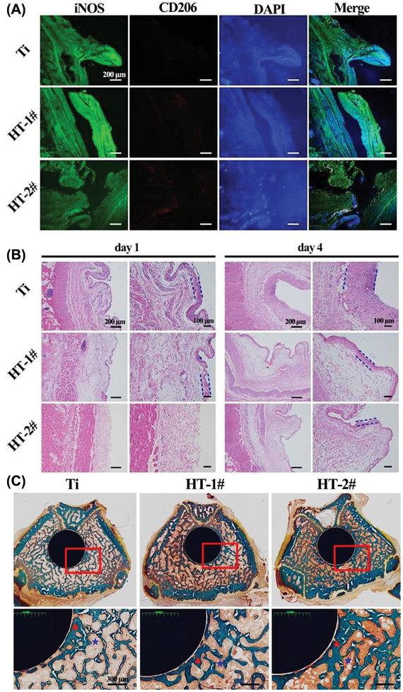 https://cdn.ncbi.nlm.nih.gov/pmc/blobs/b589/11809427/132d58fb02e1/ADVS-12-2406324-g001.jpg