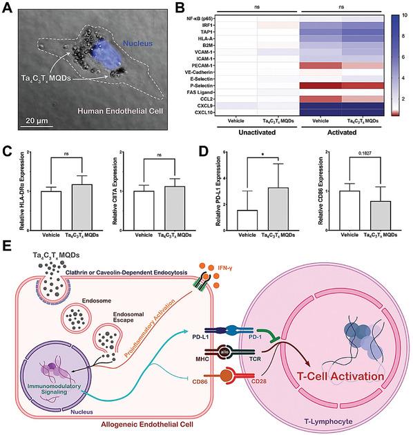 https://cdn.ncbi.nlm.nih.gov/pmc/blobs/b589/11809427/a3bef7c78035/ADVS-12-2406324-g015.jpg