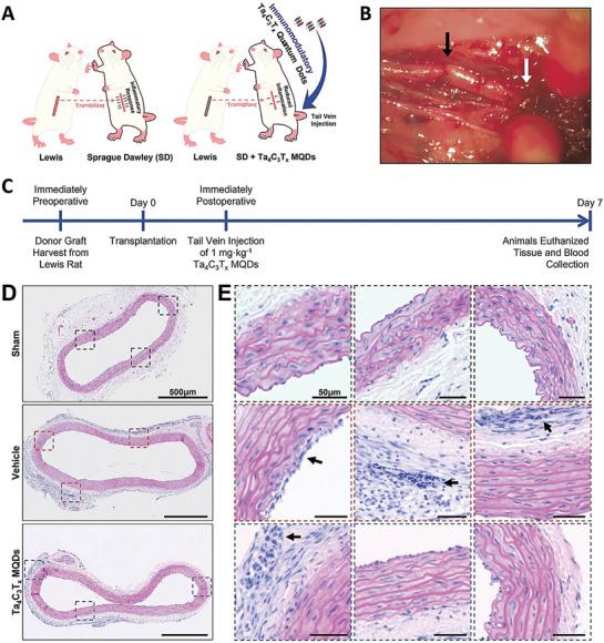 https://cdn.ncbi.nlm.nih.gov/pmc/blobs/b589/11809427/d60a93f0f5d1/ADVS-12-2406324-g011.jpg