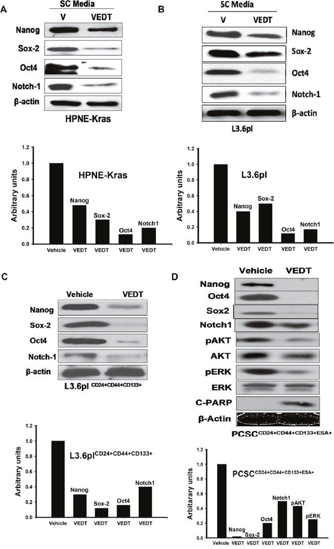 https://cdn.ncbi.nlm.nih.gov/pmc/blobs/b58b/5458229/75be05ef1789/oncotarget-08-31554-g002.jpg