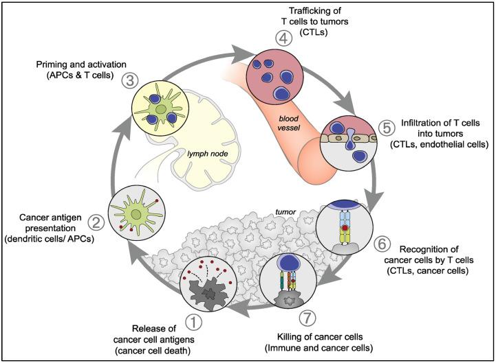 https://cdn.ncbi.nlm.nih.gov/pmc/blobs/b58c/10216302/1afef3c3b08b/cancers-15-02721-g003.jpg