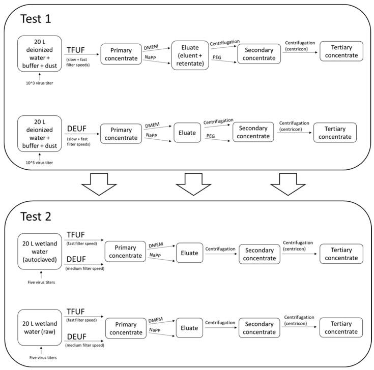 https://cdn.ncbi.nlm.nih.gov/pmc/blobs/b58c/11680412/14caa0ae7fd6/viruses-16-01898-g001.jpg