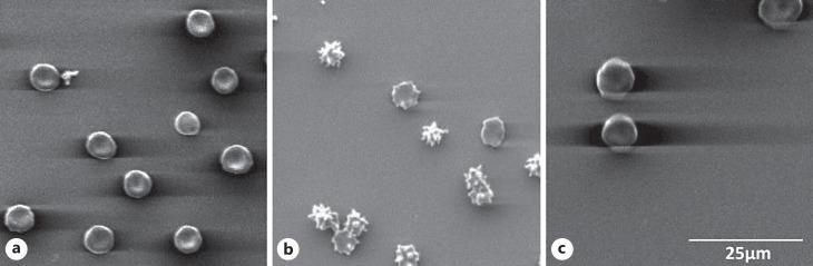 https://cdn.ncbi.nlm.nih.gov/pmc/blobs/b58d/11166905/86bda0407161/tmh-2024-0051-0003-527934_F02.jpg
