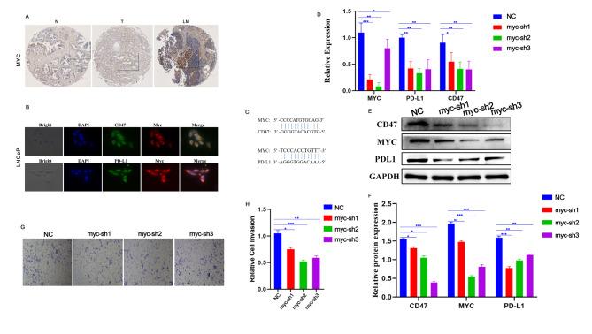 https://cdn.ncbi.nlm.nih.gov/pmc/blobs/b58f/10204220/045949ca0e80/40164_2023_407_Fig4_HTML.jpg