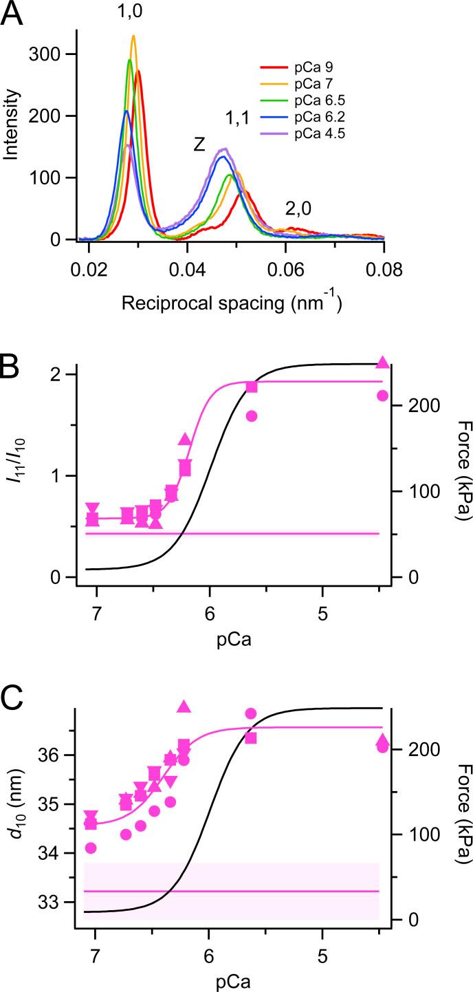 https://cdn.ncbi.nlm.nih.gov/pmc/blobs/b590/10533363/4b5a305c01d3/JGP_202313393_Fig2.jpg