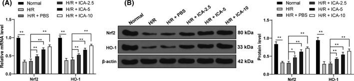 https://cdn.ncbi.nlm.nih.gov/pmc/blobs/b599/8564343/53bd652d2ddb/FEB4-11-2966-g001.jpg