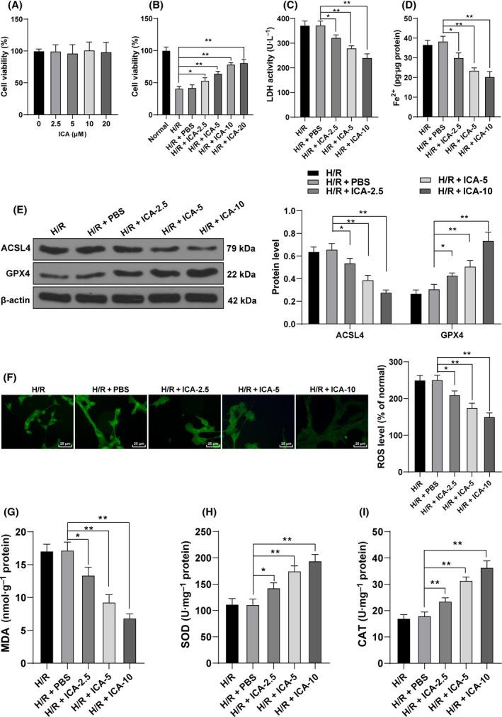 https://cdn.ncbi.nlm.nih.gov/pmc/blobs/b599/8564343/ff9fb67bfd4c/FEB4-11-2966-g004.jpg