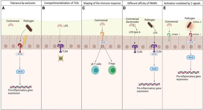 https://cdn.ncbi.nlm.nih.gov/pmc/blobs/b59b/8485072/08583f5c6bd6/fcell-09-732192-g001.jpg