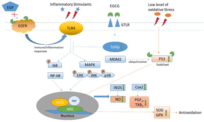 https://cdn.ncbi.nlm.nih.gov/pmc/blobs/b59e/10376590/69193e375073/antioxidants-12-01320-g003.jpg