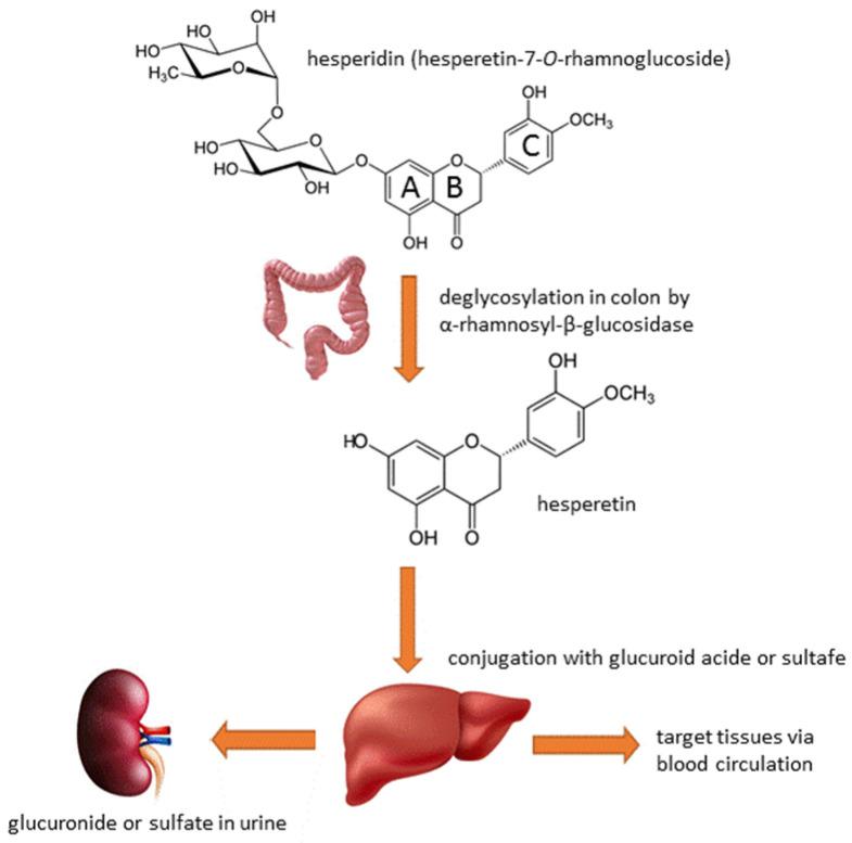 https://cdn.ncbi.nlm.nih.gov/pmc/blobs/b59e/11206107/d8f30b74d1ef/medicina-60-00892-g002.jpg