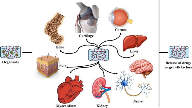 https://cdn.ncbi.nlm.nih.gov/pmc/blobs/b59f/11517517/a05b25a76044/ADMET-12-2398-g004.jpg