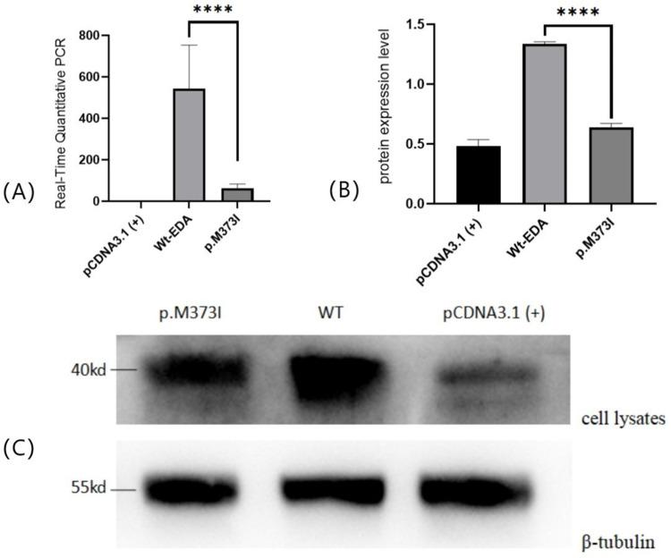 https://cdn.ncbi.nlm.nih.gov/pmc/blobs/b5a0/11215660/8333587cd4b5/CCID-17-1505-g0002.jpg