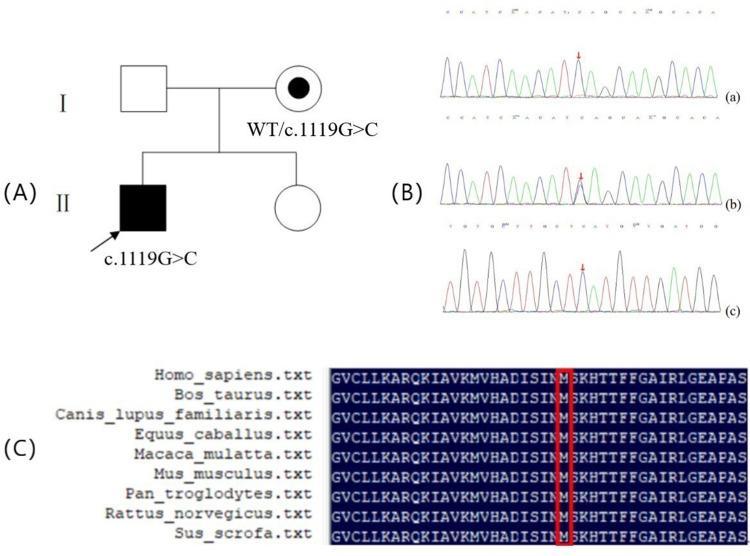 https://cdn.ncbi.nlm.nih.gov/pmc/blobs/b5a0/11215660/c802d100cacb/CCID-17-1505-g0001.jpg