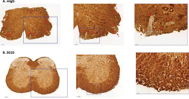 https://cdn.ncbi.nlm.nih.gov/pmc/blobs/b5a1/11536346/12d918cb8481/LSA-2024-02996_Fig6.jpg