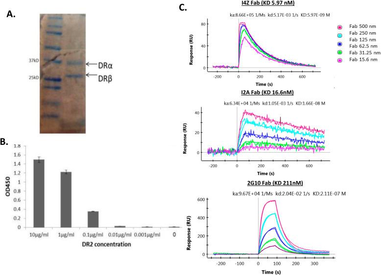 https://cdn.ncbi.nlm.nih.gov/pmc/blobs/b5a1/11536346/c48067ee77dd/LSA-2024-02996_FigS1.jpg