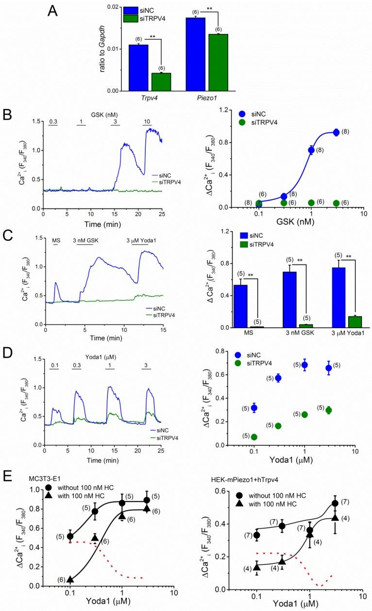 https://cdn.ncbi.nlm.nih.gov/pmc/blobs/b5a3/6801562/cb044b3b0fb9/ijms-20-04960-g006.jpg