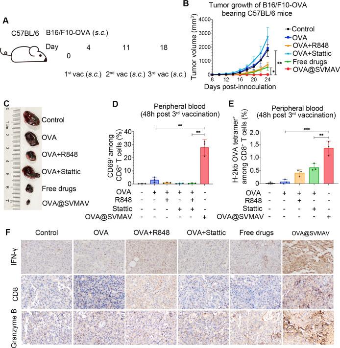https://cdn.ncbi.nlm.nih.gov/pmc/blobs/b5a3/8404452/1895d0bb5ca3/jitc-2021-003132f04.jpg