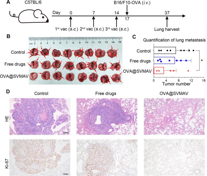 https://cdn.ncbi.nlm.nih.gov/pmc/blobs/b5a3/8404452/545010c3099a/jitc-2021-003132f05.jpg
