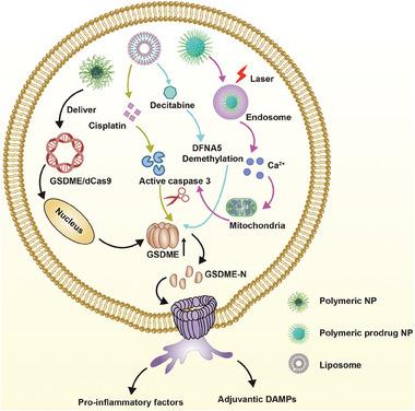 https://cdn.ncbi.nlm.nih.gov/pmc/blobs/b5a5/10797449/46f00cd72c75/ADVS-11-2306580-g013.jpg