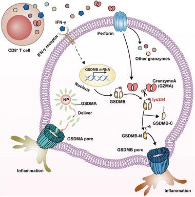 https://cdn.ncbi.nlm.nih.gov/pmc/blobs/b5a5/10797449/70bd89bcc842/ADVS-11-2306580-g006.jpg