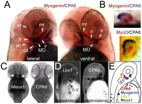 https://cdn.ncbi.nlm.nih.gov/pmc/blobs/b5aa/2945764/dd7cec4f6b8e/pone.0012967.g006.jpg