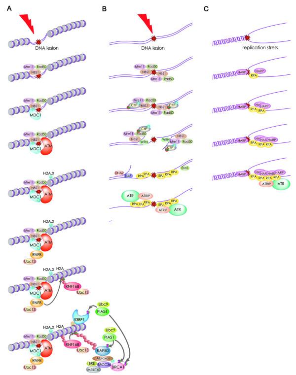 https://cdn.ncbi.nlm.nih.gov/pmc/blobs/b5aa/2993650/767227eaefe7/2041-9414-1-15-3.jpg