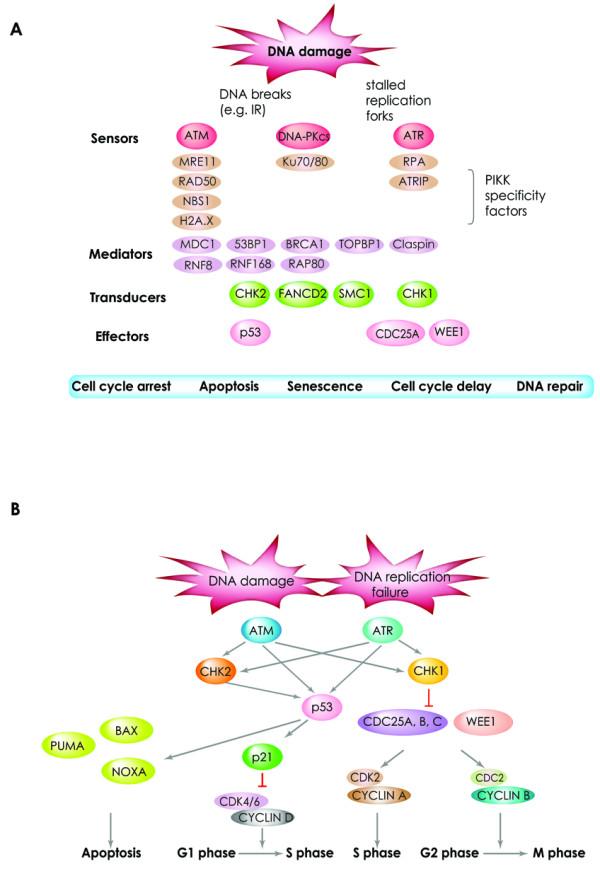 https://cdn.ncbi.nlm.nih.gov/pmc/blobs/b5aa/2993650/95b0f9bdb665/2041-9414-1-15-2.jpg