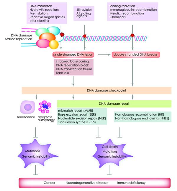 https://cdn.ncbi.nlm.nih.gov/pmc/blobs/b5aa/2993650/b88f1704278b/2041-9414-1-15-1.jpg
