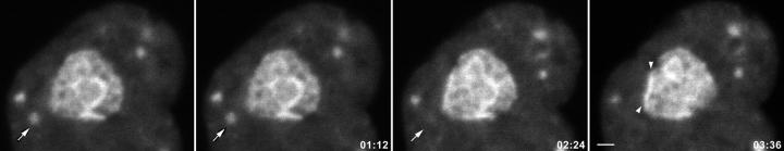 https://cdn.ncbi.nlm.nih.gov/pmc/blobs/b5ad/2175201/368d729b9015/JCB0002008.f2.jpg