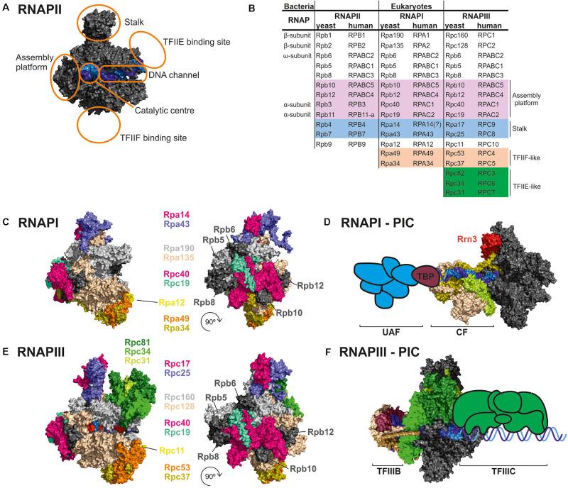 https://cdn.ncbi.nlm.nih.gov/pmc/blobs/b5af/8160253/8a690bbc4f14/fmolb-08-680090-g001.jpg