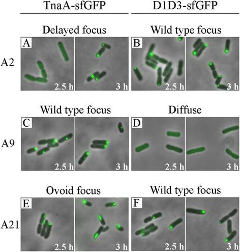 https://cdn.ncbi.nlm.nih.gov/pmc/blobs/b5b4/4323232/6dc5129200b2/12866_2015_346_Fig6_HTML.jpg